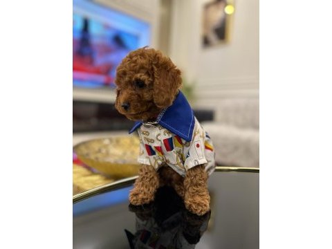 Show kalite toy poodle yavruları erkek ve dişi