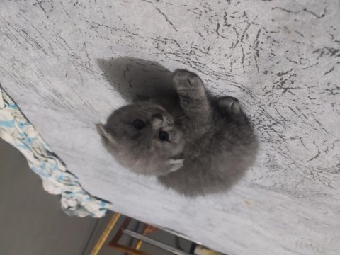 2 aylık scottish fold - blue point melezi