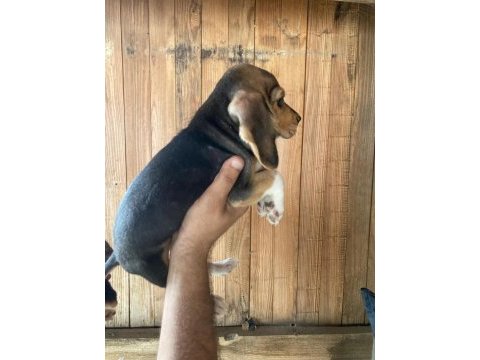 Beagle bebişler