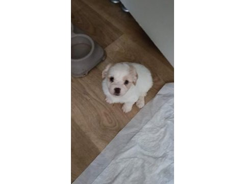 Maltipoo köpeği yavrularımız