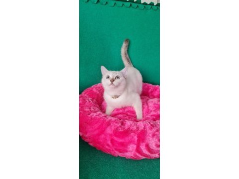 Lingspoint british shorthair