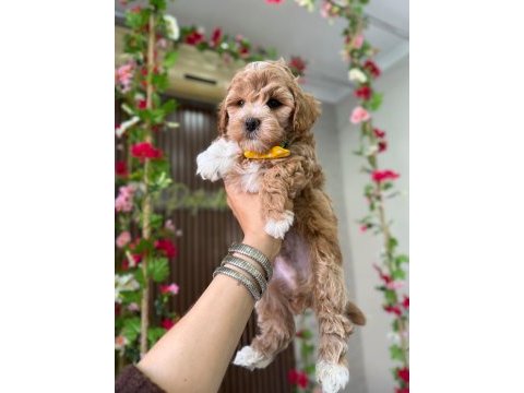 Maltipoo yavru
