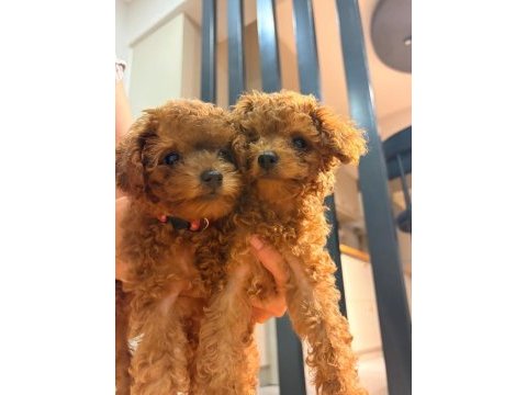Teacup dişi toy poodle