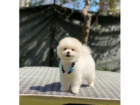 Pomeranian boo yavrular