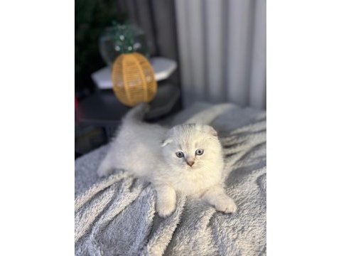 A kalite scottish fold bebek