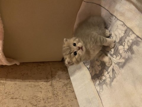 2 aylık british shorthair ve longhair kedilerimiz