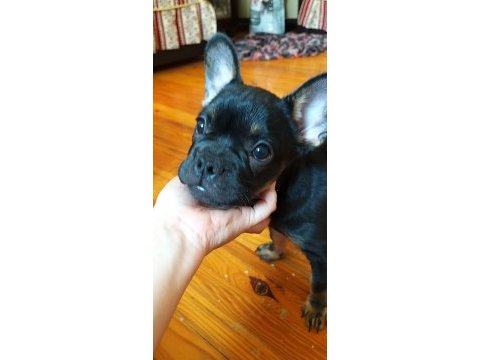 3 aylık black tan french bulldog
