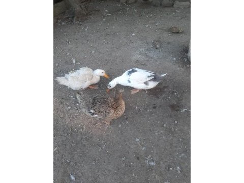 1 yaşında 2 dişi ve 1 erkek ördek