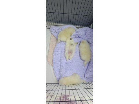 Pomeranian boo erkek ve dişi yavrularımız
