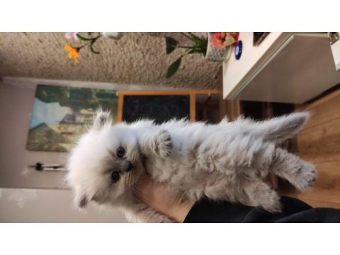 Birbirinden güzel british longhair yavrular