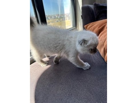 Scottish fold blue point