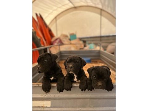 Cane corso erkek yavrular