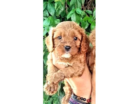 Maltipoo efsane bebekler