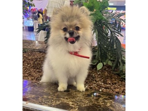 Pomeranian boo tea cup dişi