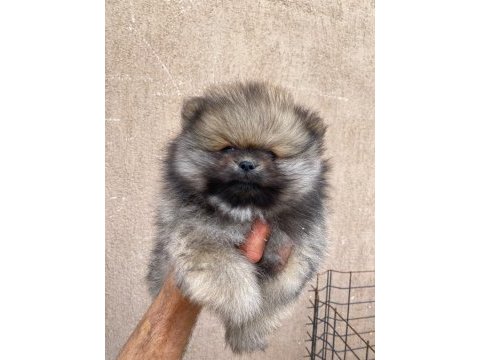 Orjinal ayı surat pomeranian boo yavrular
