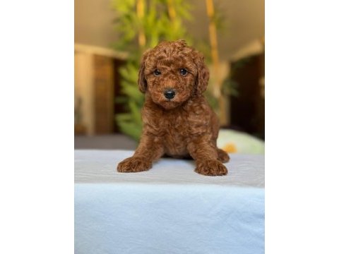 Show kalite toy poodle köpekler