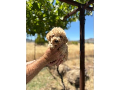 Tatlı mınık köpekler
