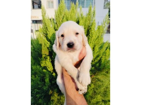 Golden retriever yavru köpeklerimiz