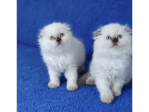 Scottish fold losgheyr yavrular teslime hazırdır