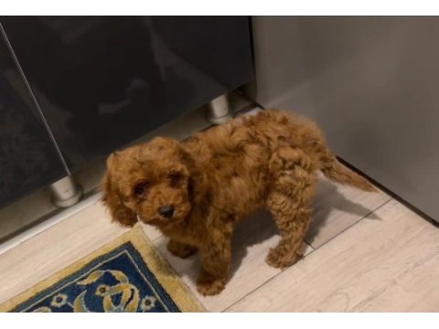 Top poodle 2,5 aylık