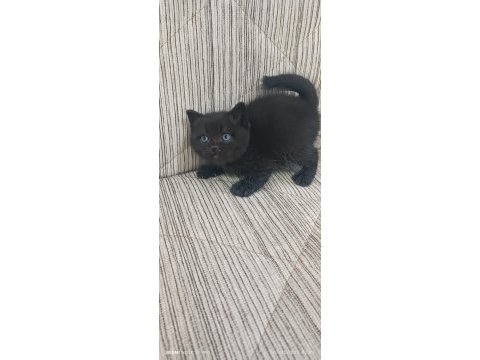 British shorthair en uygunu