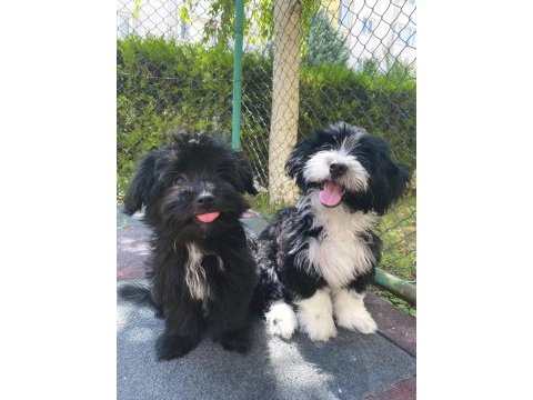 Minik köpeğimiz yuva arıyor