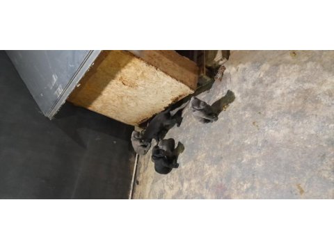 45 günlük cane corso köpekler