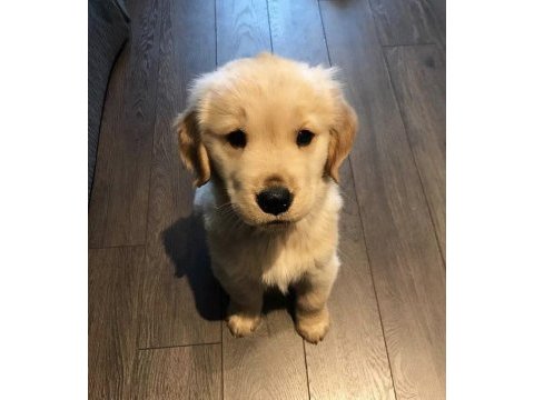 Bebek yüz golden retriever yavrular 2 aylık