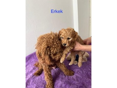 Red brown toy poodle yavru