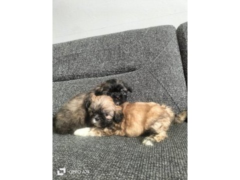 Shih tzu 0 numara erkek yavrular