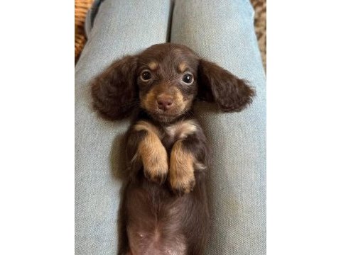 Longhair eşsiz güzellikte dacshund (sosis)