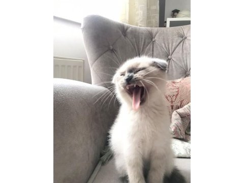 Scottish fold yavrularımıza ömürlük yuva ariyoruz
