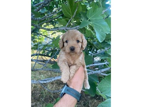 Orjinal ırk maltipoo yavrular sağlık garantili teslim