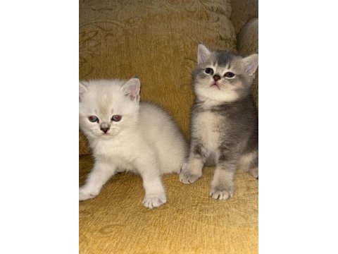 Safkan british shorthair kedisi