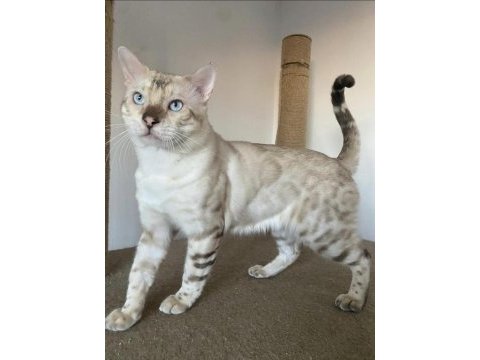 Safkan bengal kedileri
