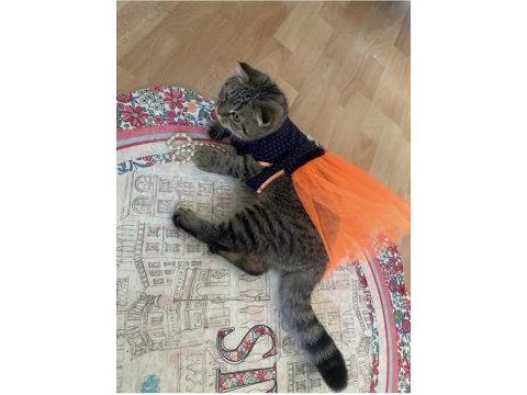 Ücretsiz 1,5 yaşında dişi scottish fold