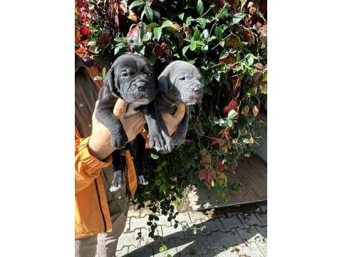 Safkan cane corso yavrular