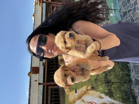 Golden retriever yavrularım sağlık ve ırk garantilidir