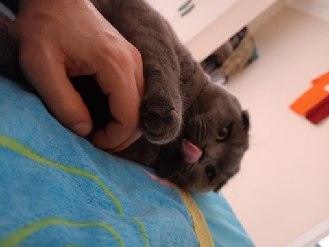Scottish fold kedime aile arıyorum
