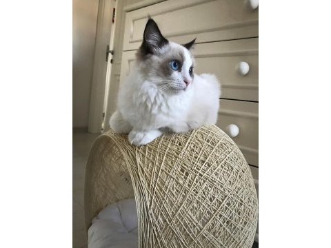 Dünyalar yakışıklısı prensime ragdoll eş arıyorum