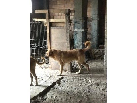 8 aylık kalın kemikli erkek kangal köpeği