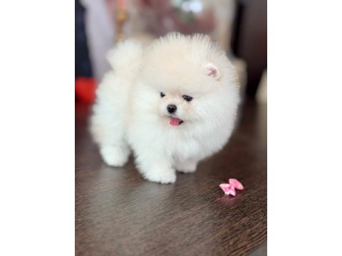 İnanılmaz güzellikte bembeyaz pomeranian kızımız