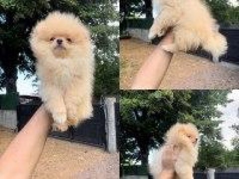 A+ kalite pomeranian yavrularımız 81 ile gönderilir