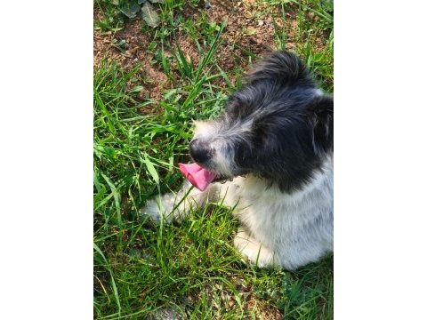 1 yaşında dişi terrier melezi