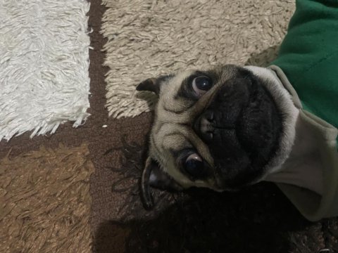 1.5 yaşında orjinal gül kuyruk pug damızlık