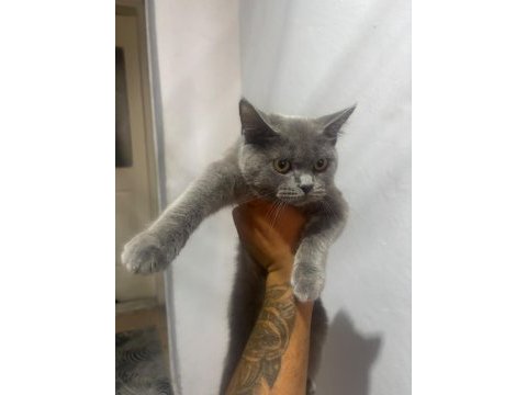 British shorthair yavrular ırk sağlık garantili