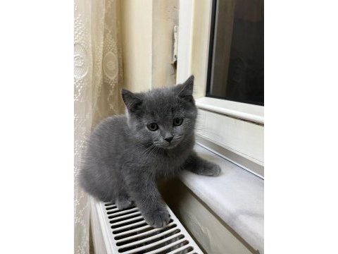 50 günlük british shorthair gri yavrularımız