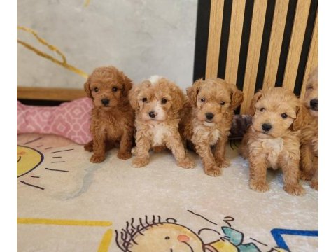 Mükemmel güzellikteki maltipoo  yavrularımız 