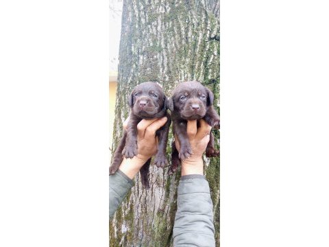 Labrador yavru köpeklerim