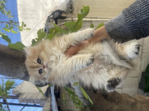 Anne baba şecereli safkan golden british longhair